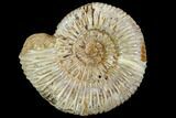 Polished Jurassic Ammonite (Perisphinctes) - Madagascar #104925-1